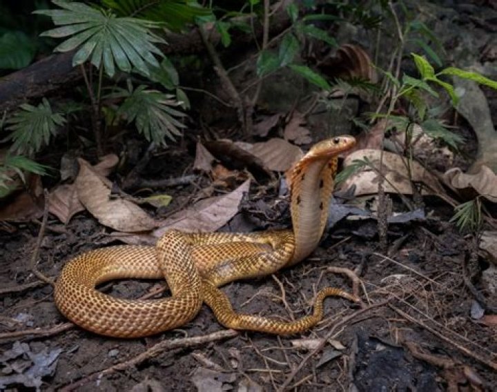 A Comprehensive Guide To The Sumatran Cobra