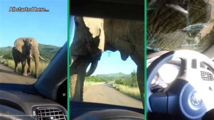 Elephant Shatters Car Windshield: An Ounce Of Prevention