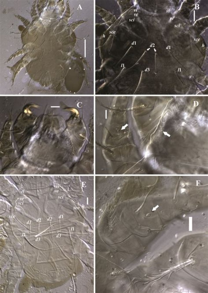 Explore The World Of Cheyletiella Mite Bites