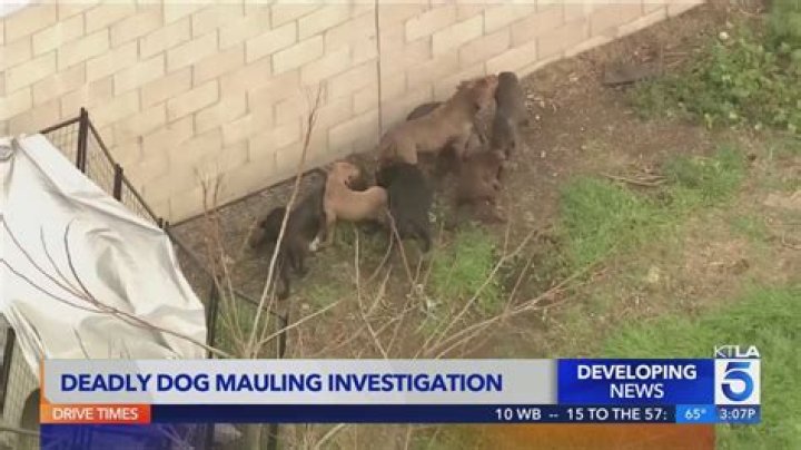 Guard dog mauls Elvis's teddy in rampage | UK news