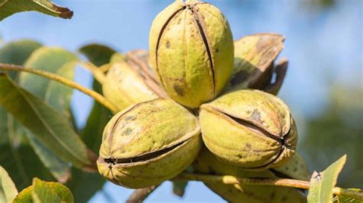 How To Grow A Pecan Tree From A Nut To Harvest