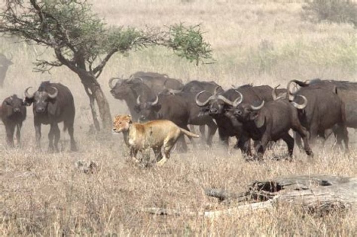 How To Handle Buffaloes Like A Pro: Strong Mpumalanga Farmer's Guide