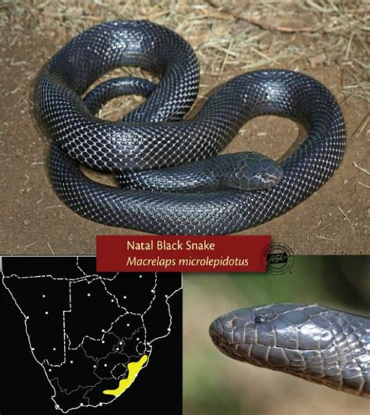Protecting Kwazulu Natal From Venomous Snakes