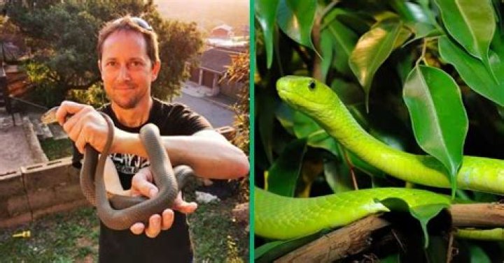 Snake Handler Rescues Expecting Green Mamba