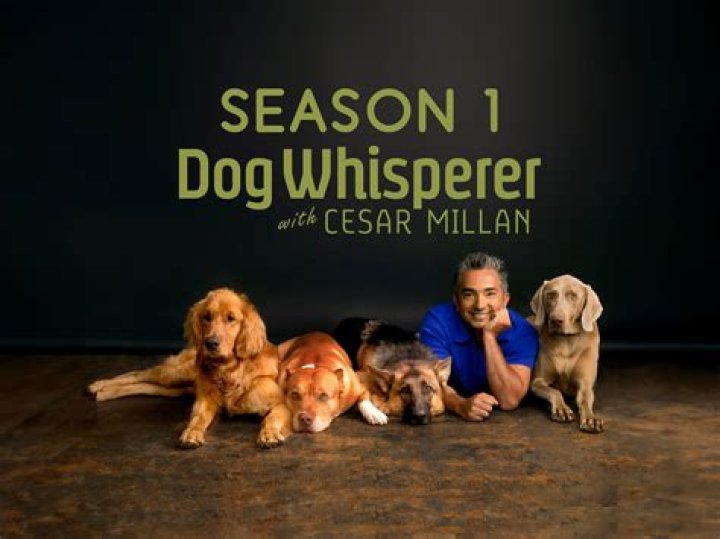 The Dog Whisperer's Story And Training Tips