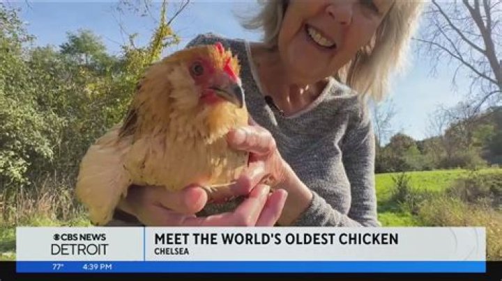 The World's Oldest Chicken is 21-Year-Old Peanut |