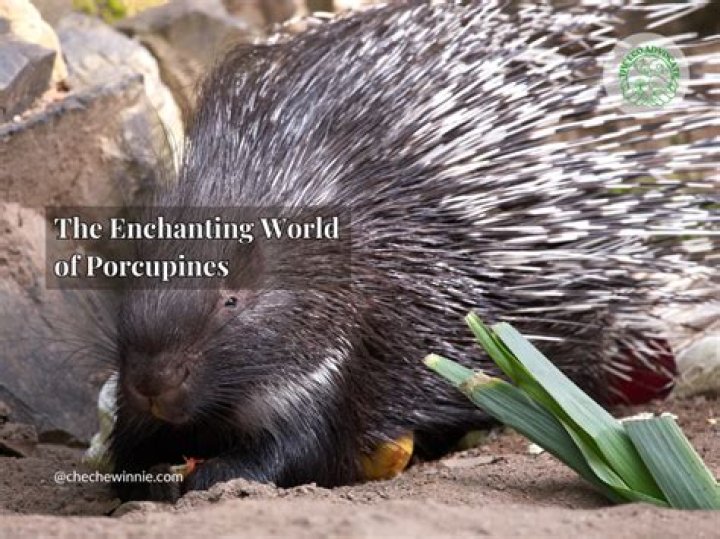 Uncover The Enchanting World Of Jasmine Shergill: Discoveries And Insights