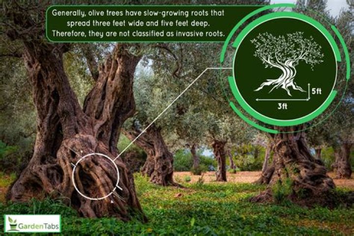 Unraveling The Roots Of Madea's Family Tree: Discoveries And Insights