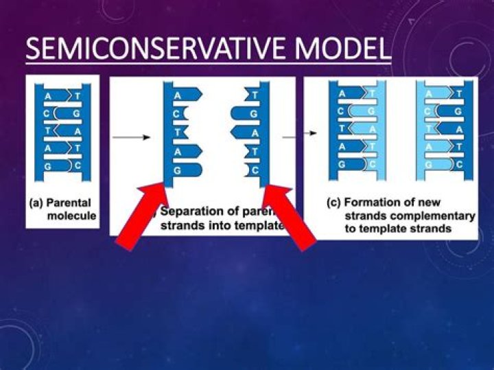Unraveling The Secrets Of DNA Replication: The Semiconservative Model