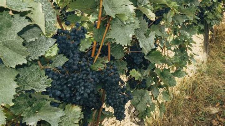 Unveiling Flavor, History, And More