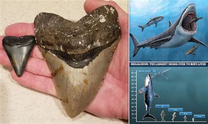 Unveiling The Enigmatic "NASA Megalodon Photo In Ice": Discoveries And Insights