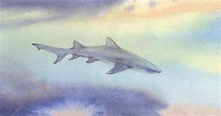 Unveiling The Enigmatic World Of "Shark Bae OnlyFans": Discoveries And Insights