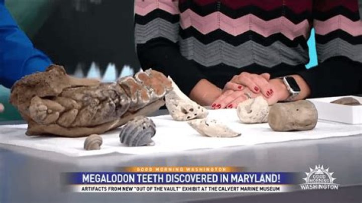 Unveiling The Ice-Bound Secrets Of Megalodon: A Revolutionary Discovery
